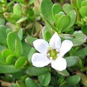 Bacopa Monnieri (Brahmi)