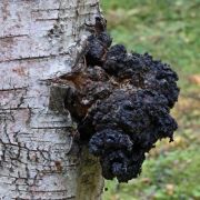 Chaga