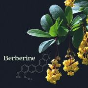 Berberín