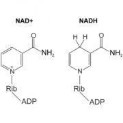 NAD a NADH