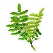 Boswellia